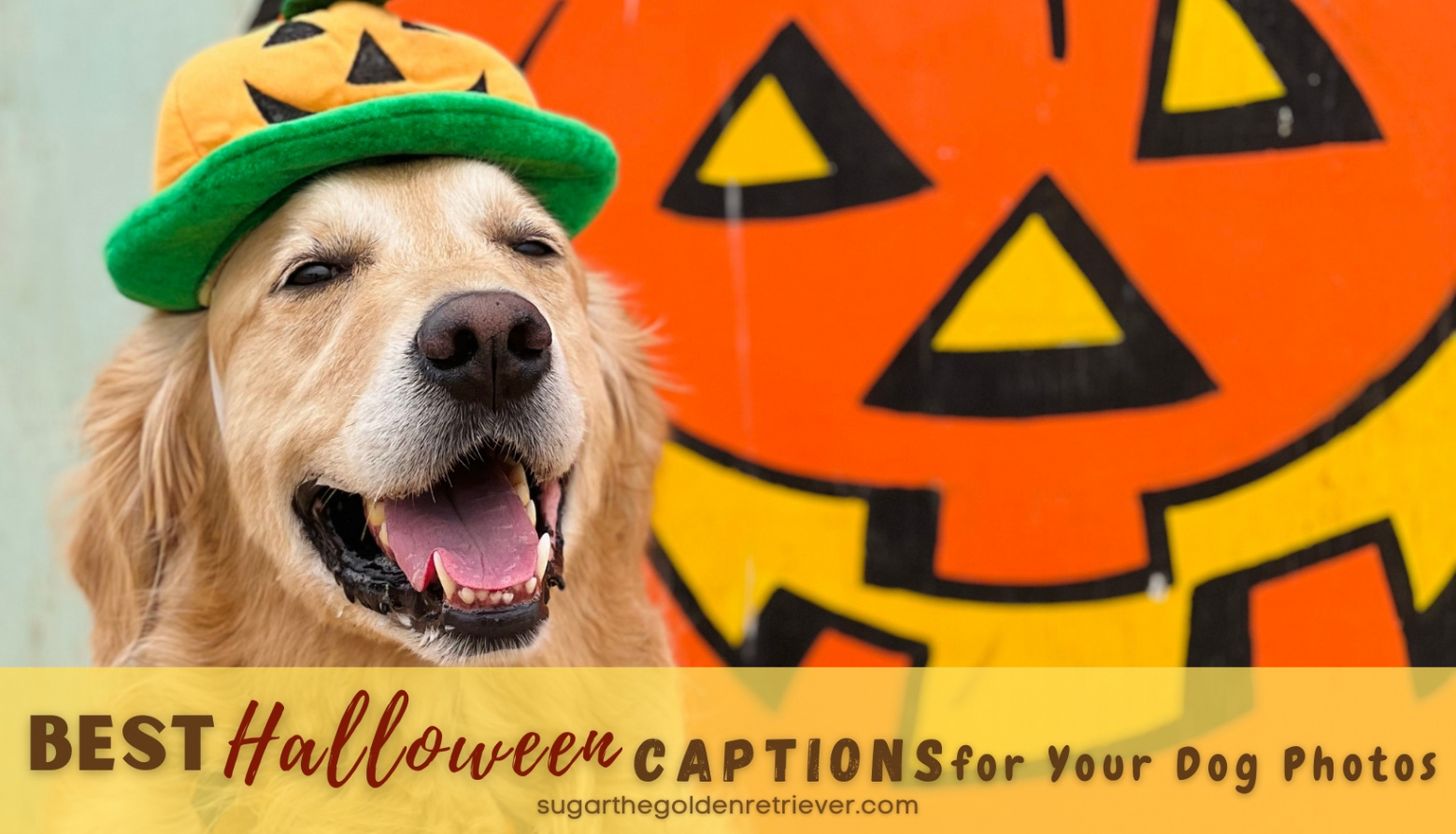 + Best Halloween Captions For Your Dog Photos - Golden Woofs