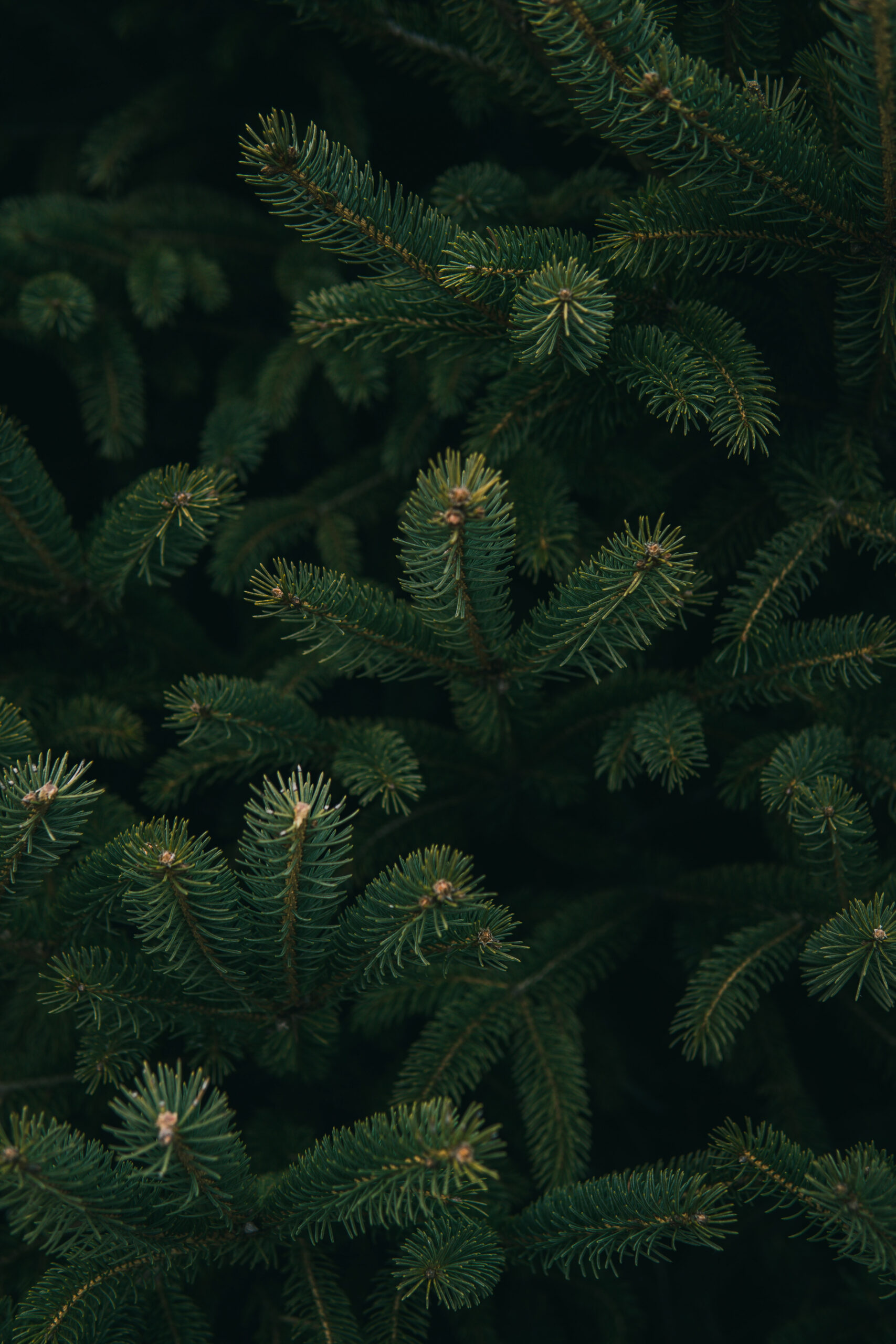 Close up photo of green Christmas tree photo – Free Xmas Image on