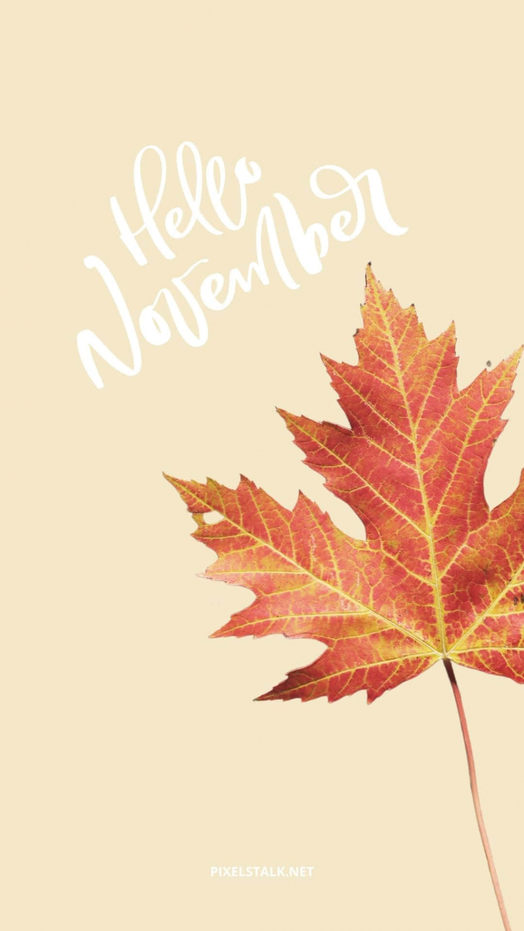 Download Aesthetic November Maple Wallpaper  Wallpapers