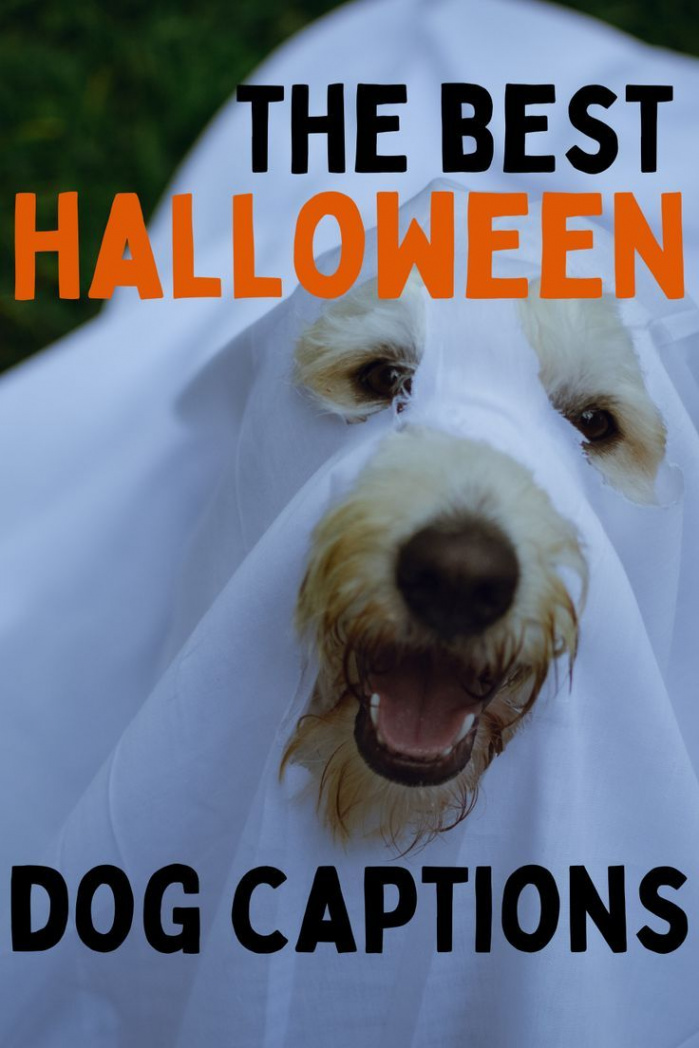 Halloween Dog Quotes in   Dog halloween, Halloween quotes