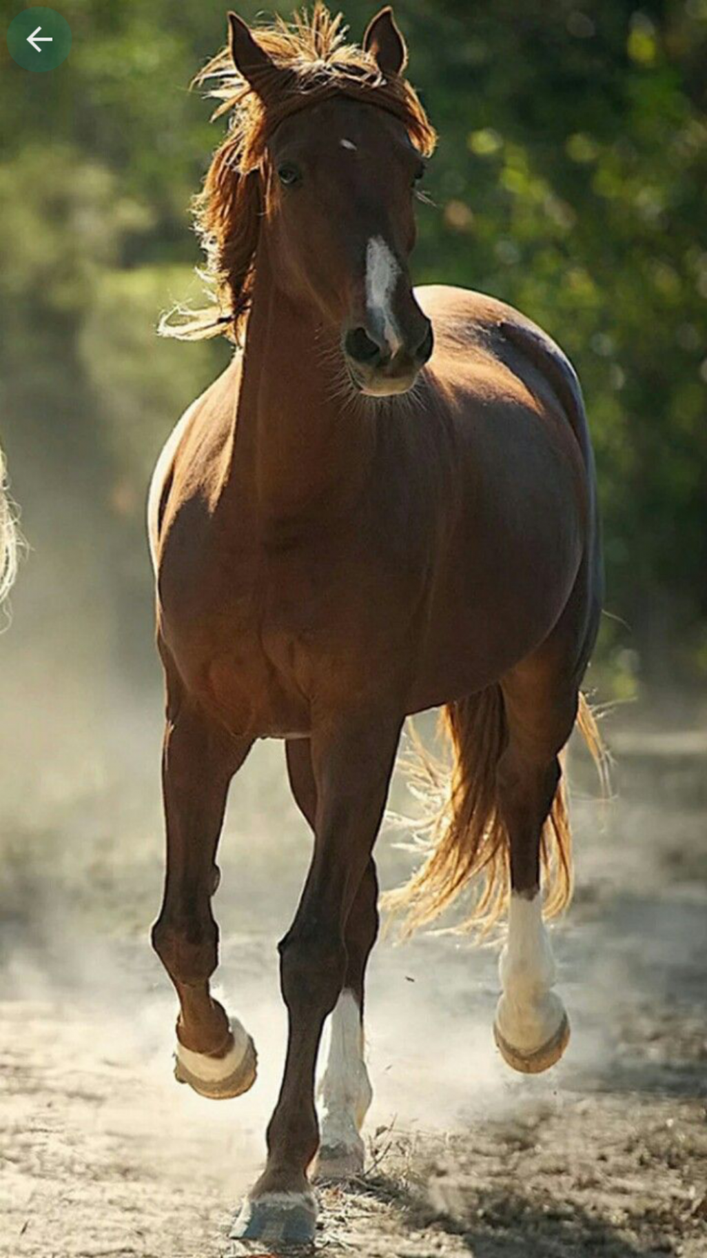 Horse Wallpaper K