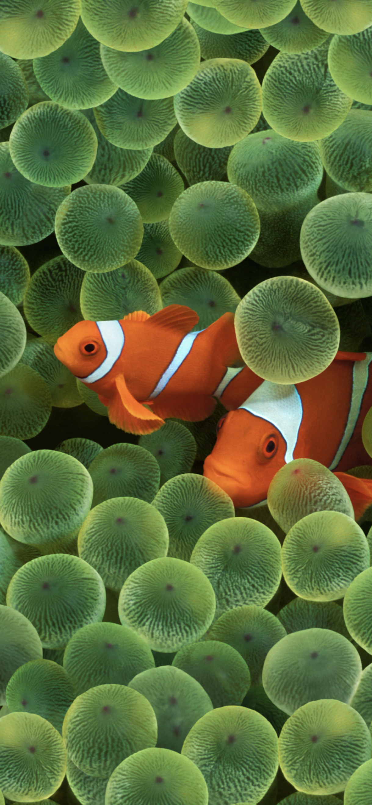 iOS  includes clownfish wallpaper from original iPhone - toMac