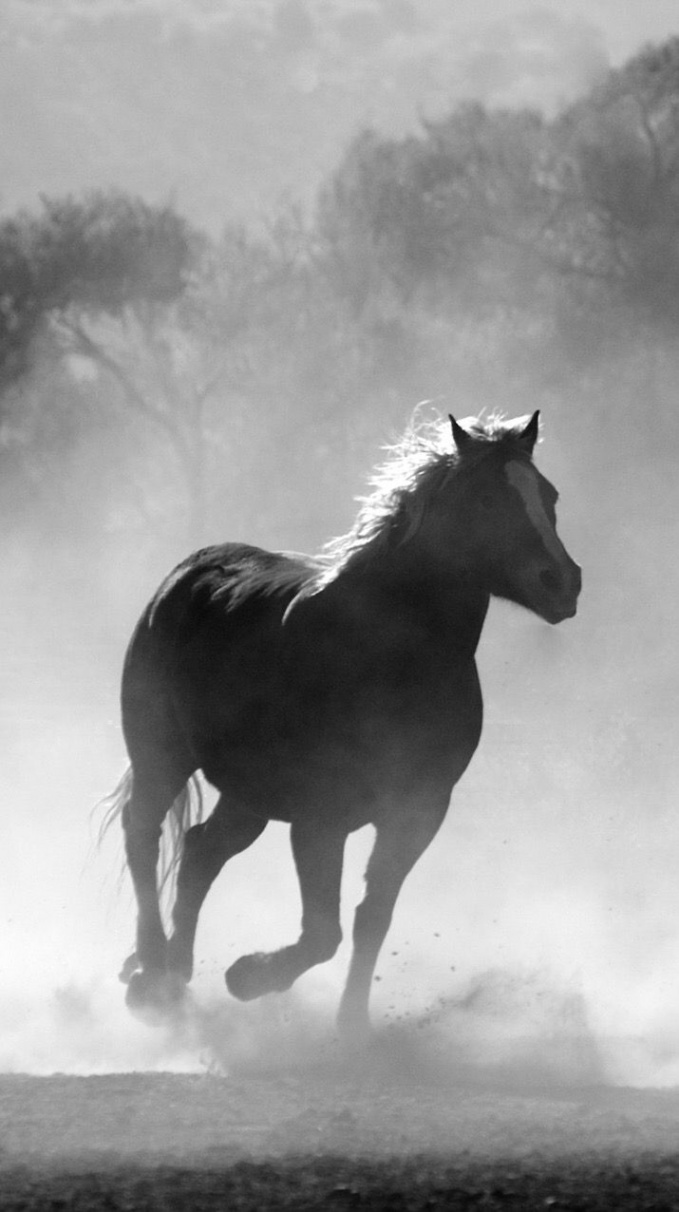 iPhone wallpaper  Beaux chevaux, Cheval, Animaux