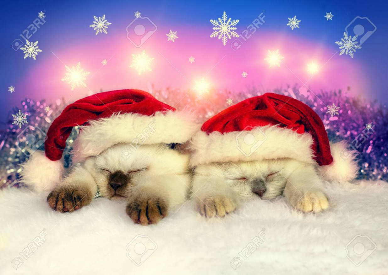 Little Cats Wearing Santa Hats Stock Photo, Picture and Royalty