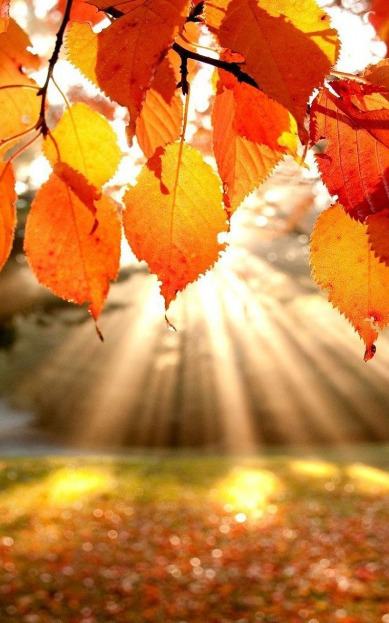 Neat November Holidays  Fall pictures, Fall wallpaper, Autumn