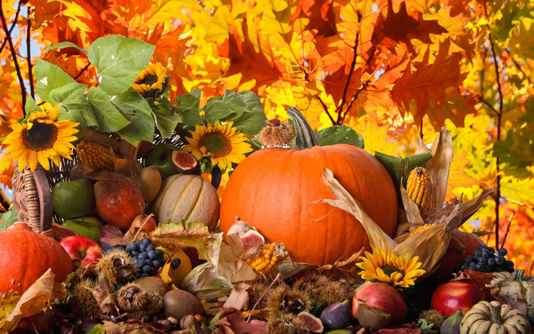 + Thanksgiving HD Wallpapers and Backgrounds