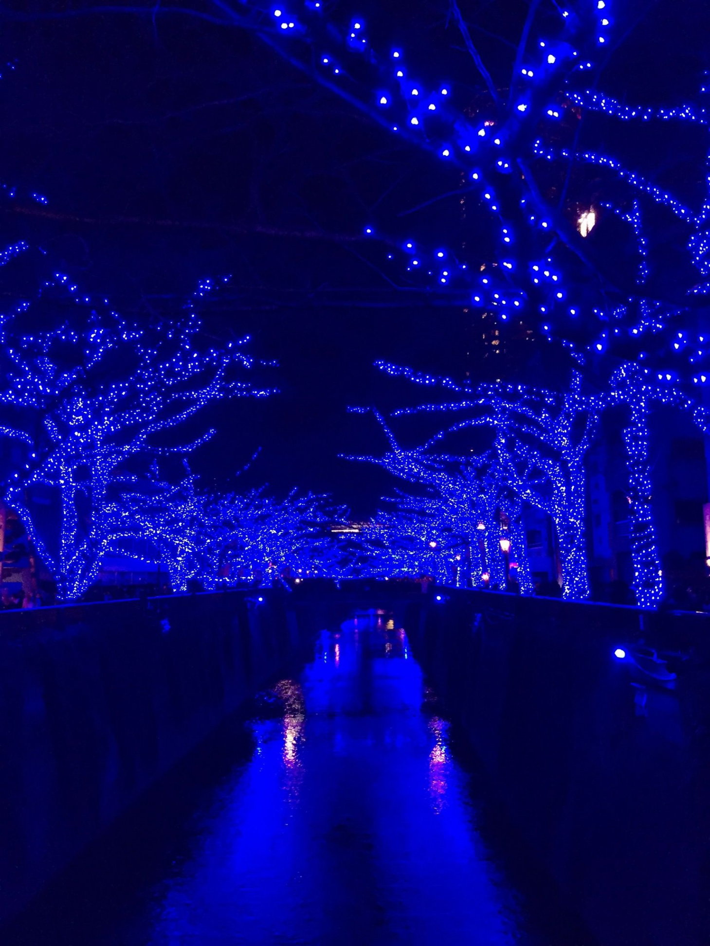 A very blue Christmas along the Meguro River