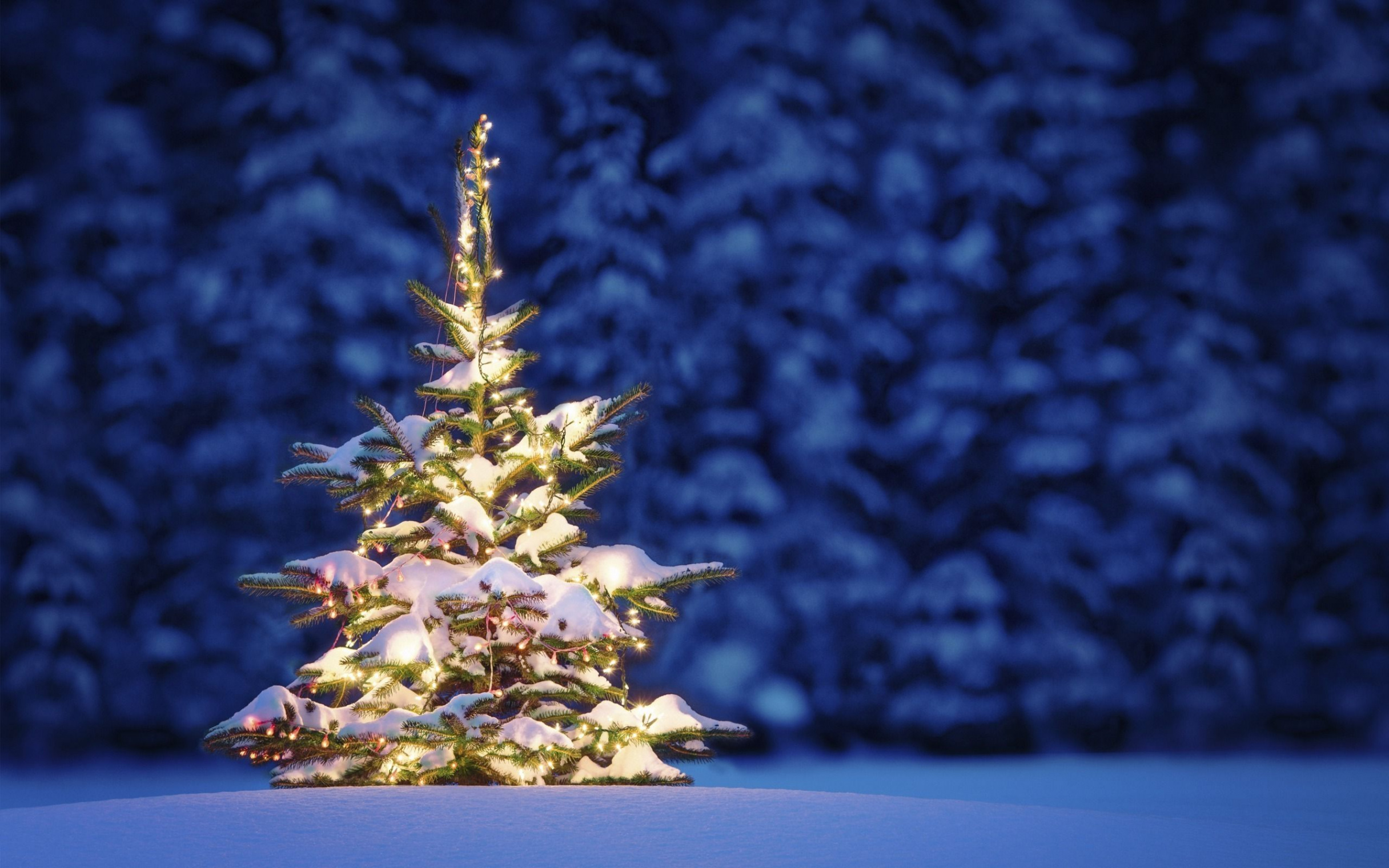 Beautiful Christmas tree Wallpapers  Snowy christmas tree