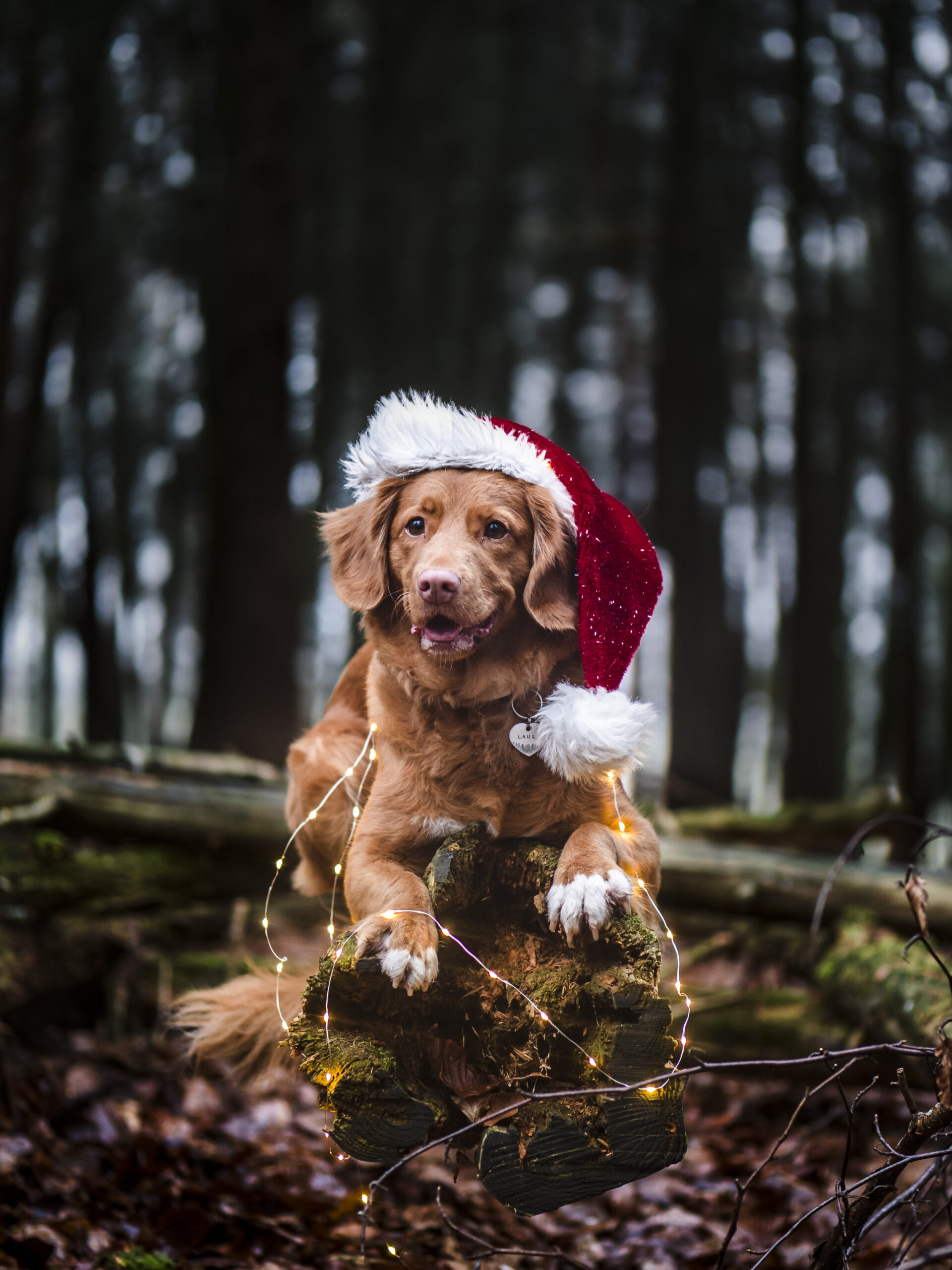 ,+ Christmas Dog Pictures  Download Free Images on Unsplash