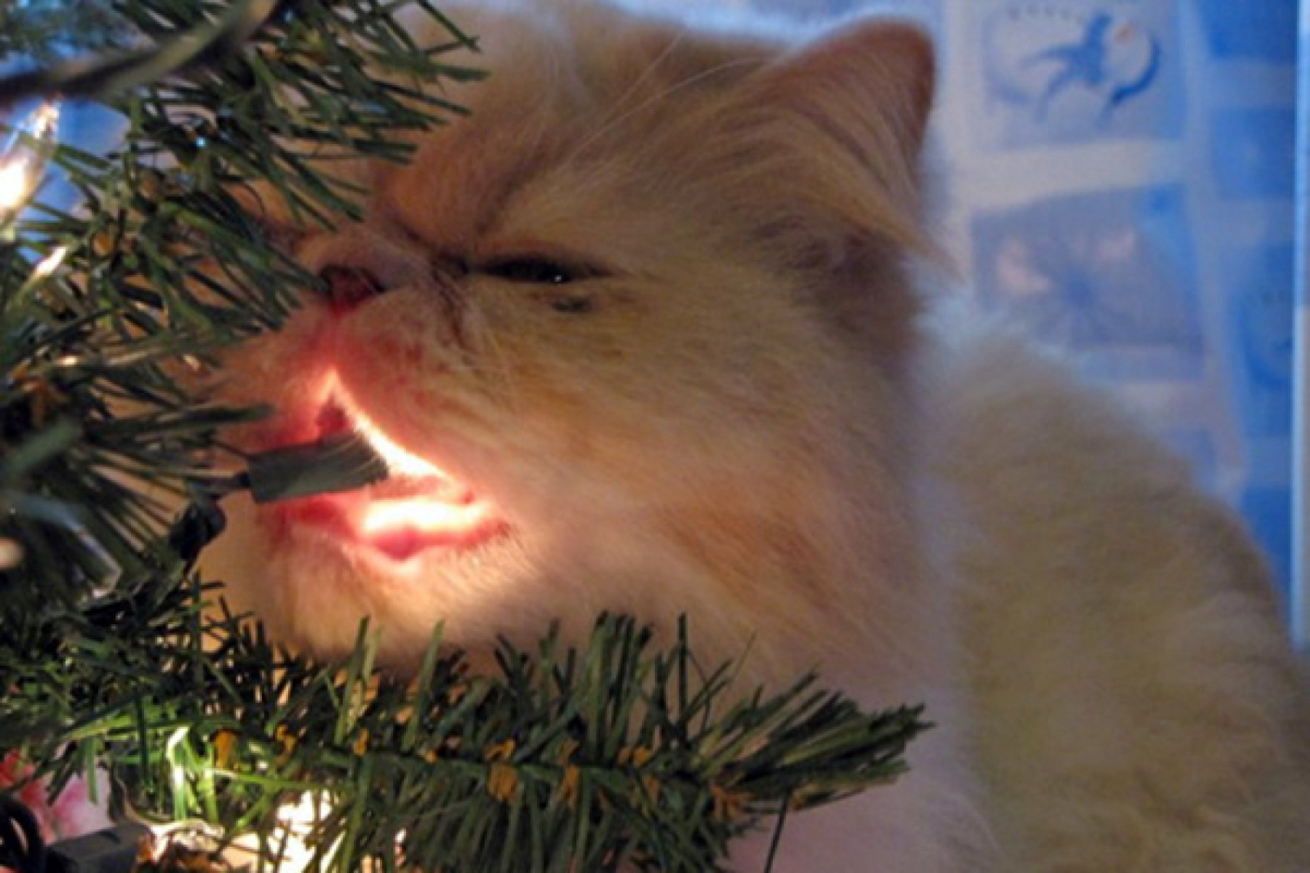 confessions from Christmas tree-loving cats  Mashable