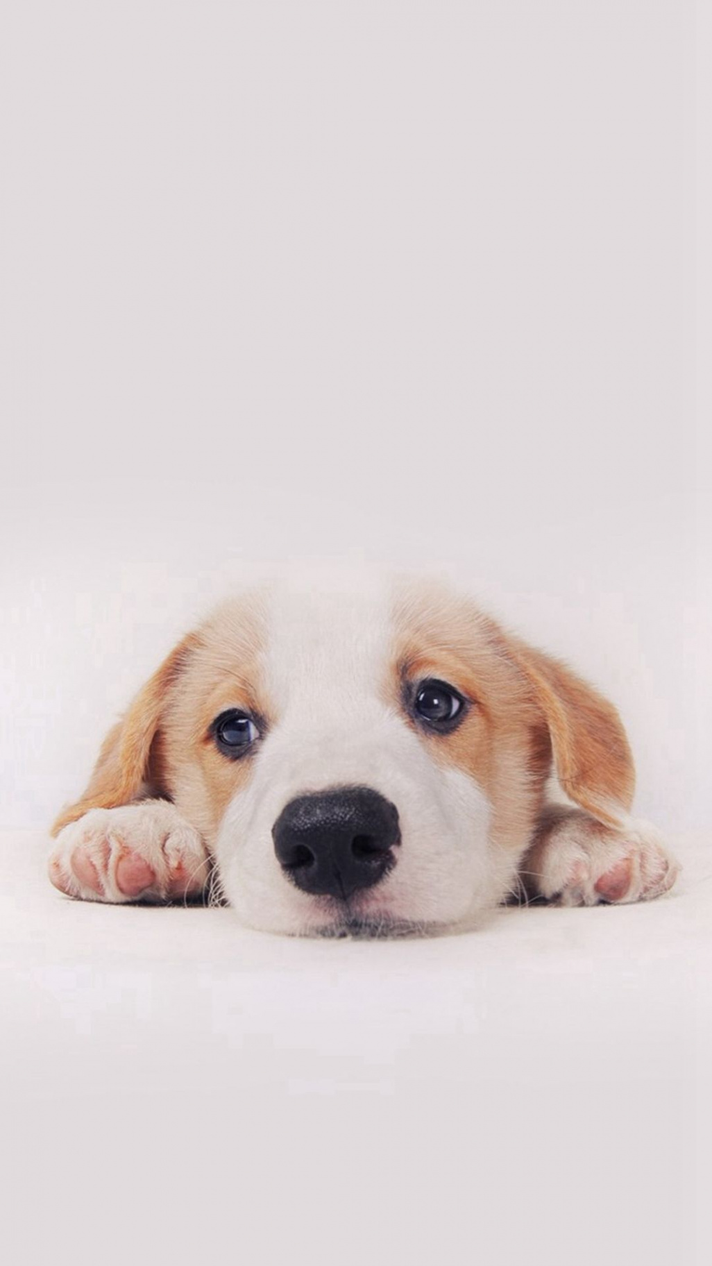 Cute Puppy Dog Pet iPhone  Wallpaper Download  iPhone Wallpapers