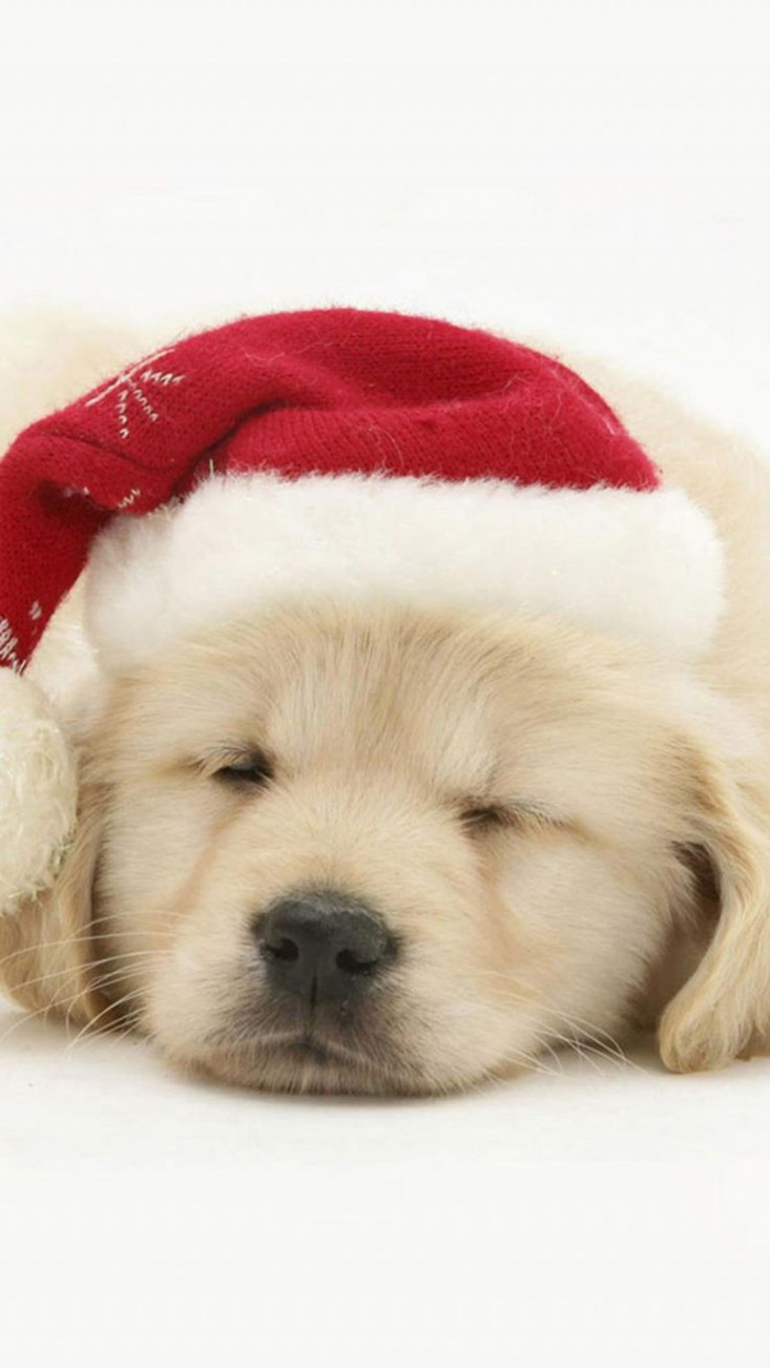 Cute Puppy In Christmas Hat iphone images