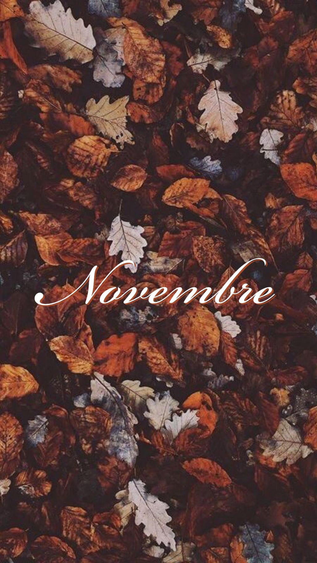 novembre sfondo  Autumn leaves wallpaper, November wallpaper