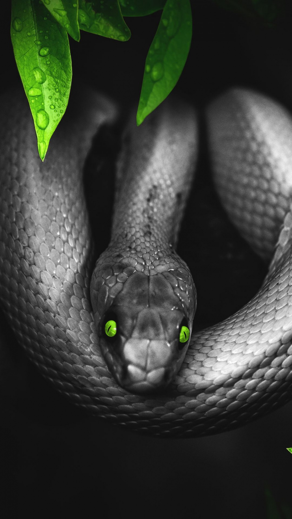 Snake iPhone Wallpapers - iPhone Wallpapers