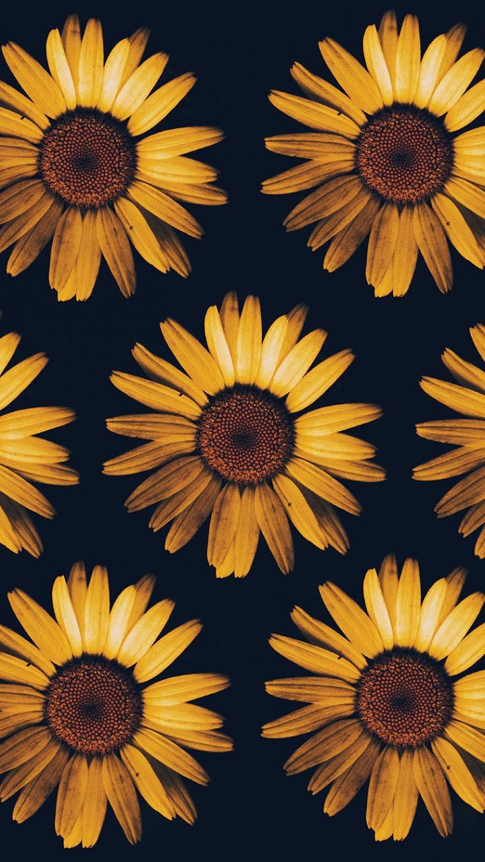 Super Pretty Sunflower iPhone Wallpapers  Preppy Wallpapers