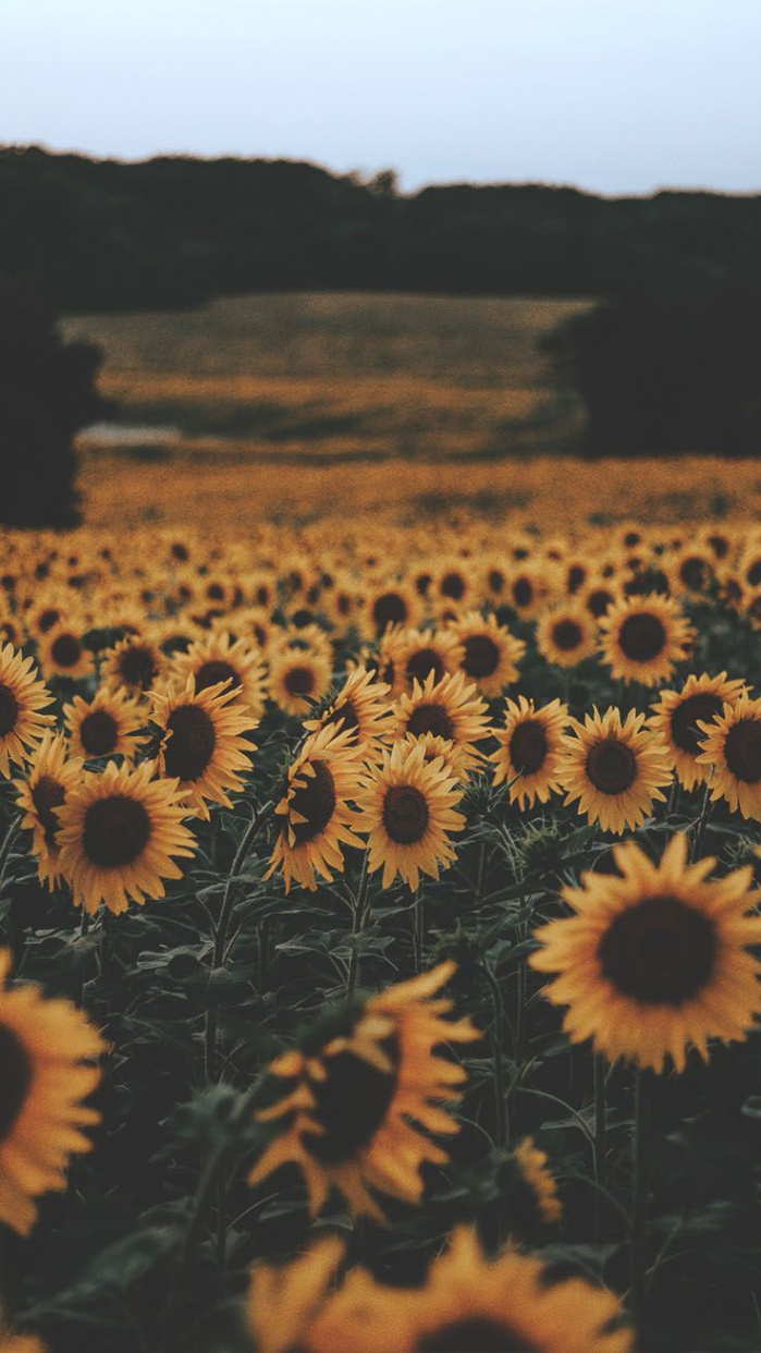 Super Pretty Sunflower iPhone Wallpapers  Preppy Wallpapers