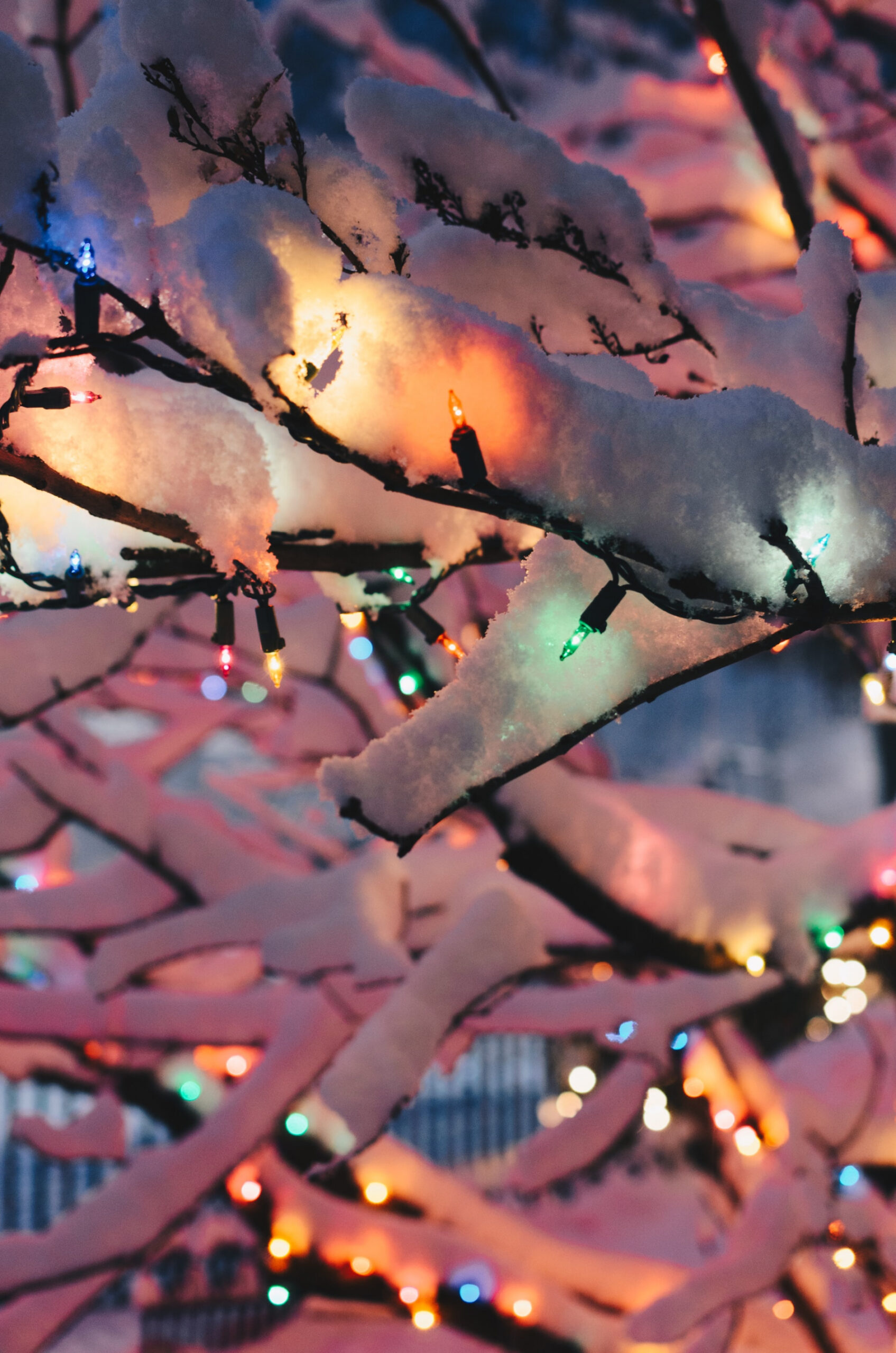 Winter Lights Pictures  Download Free Images on Unsplash