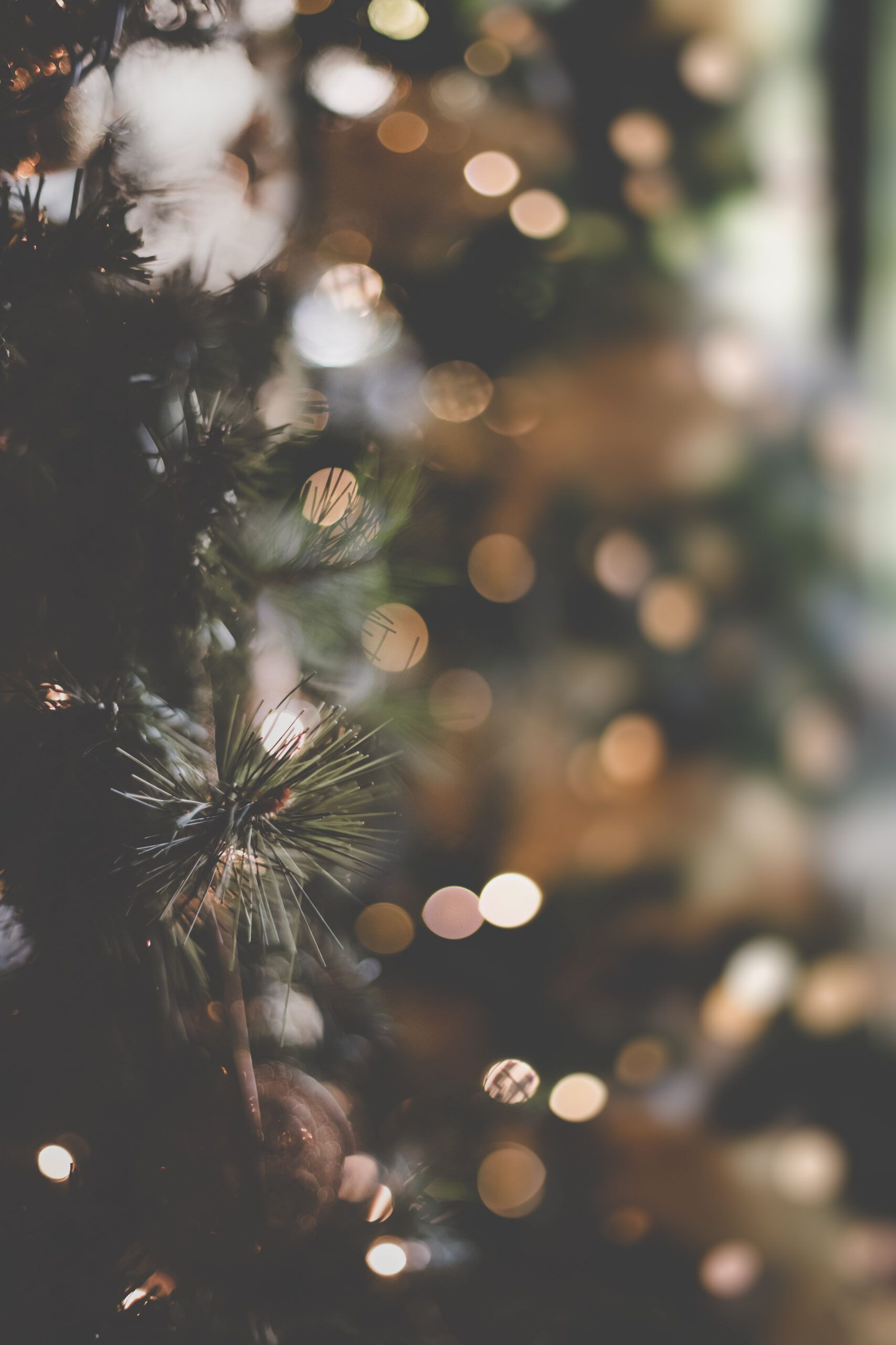 A close up of a christmas tree with a blurry background photo