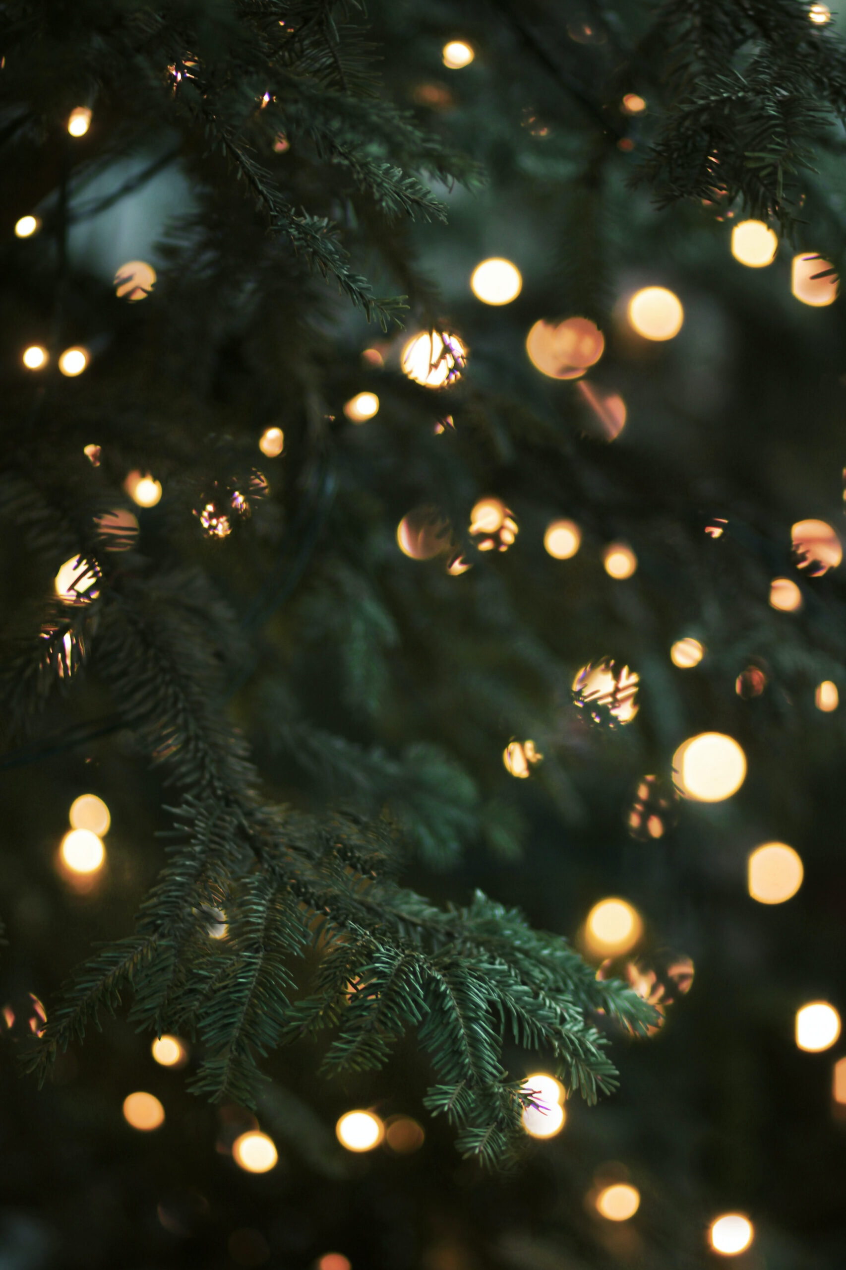 + Christmas Background Pictures  Download Free Images on Unsplash