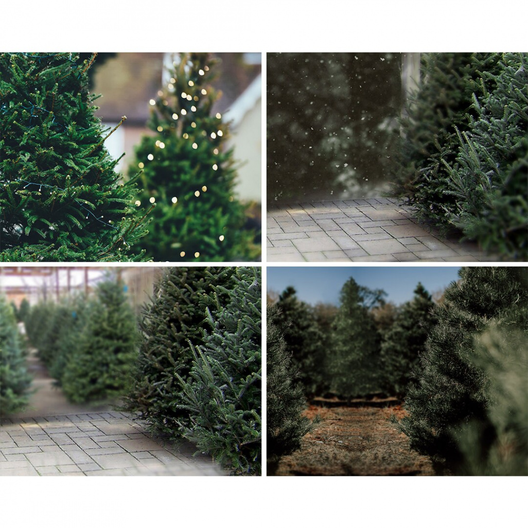 Christmas Tree Farm Digital Backdrops (Instant Download) - Etsy