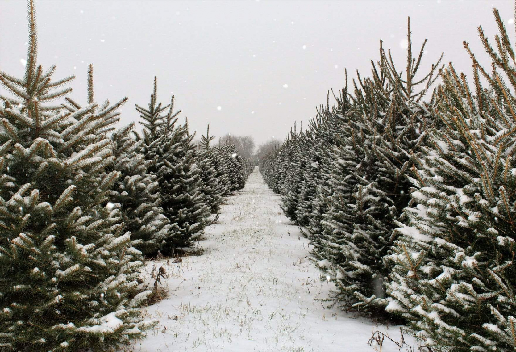 Kate Christmas Pine Tree Farm Path Backdrop for Photography