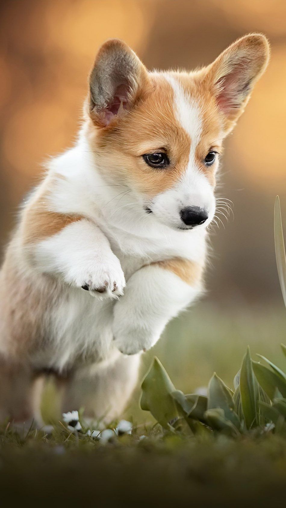 55+ HD Puppy Wallpaper Iphone 26