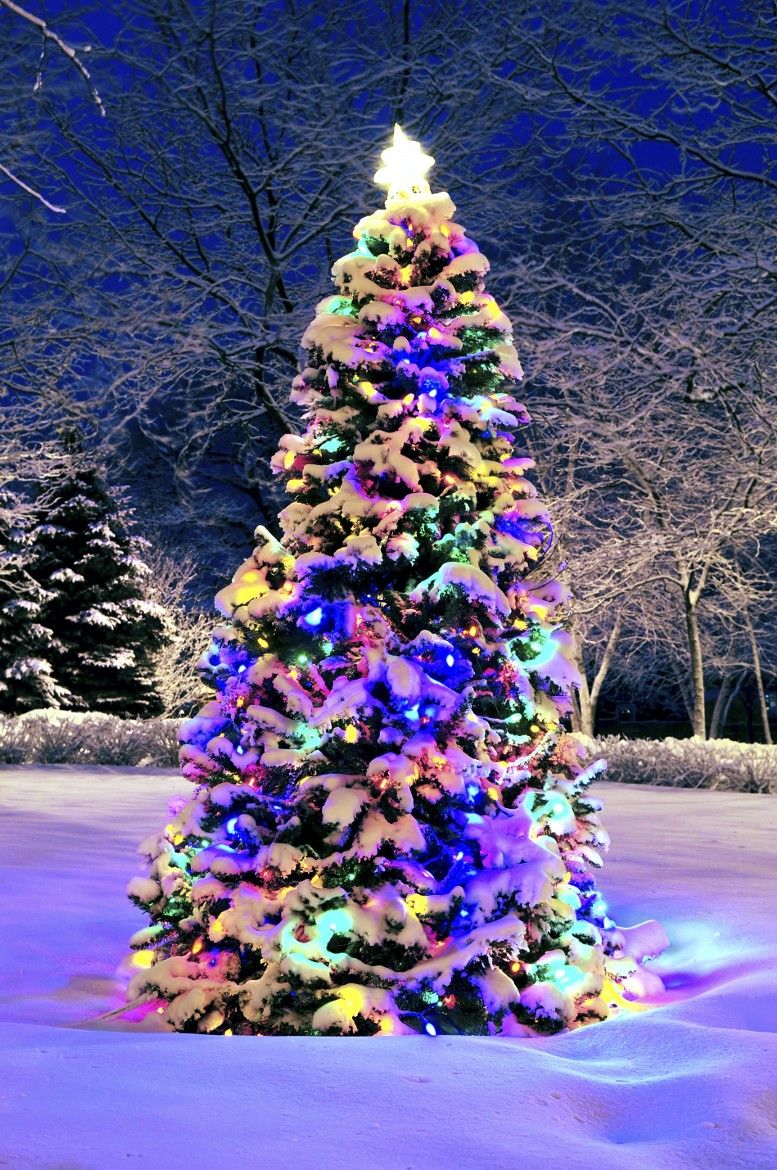 Christmas Tree Wallpaper Snow