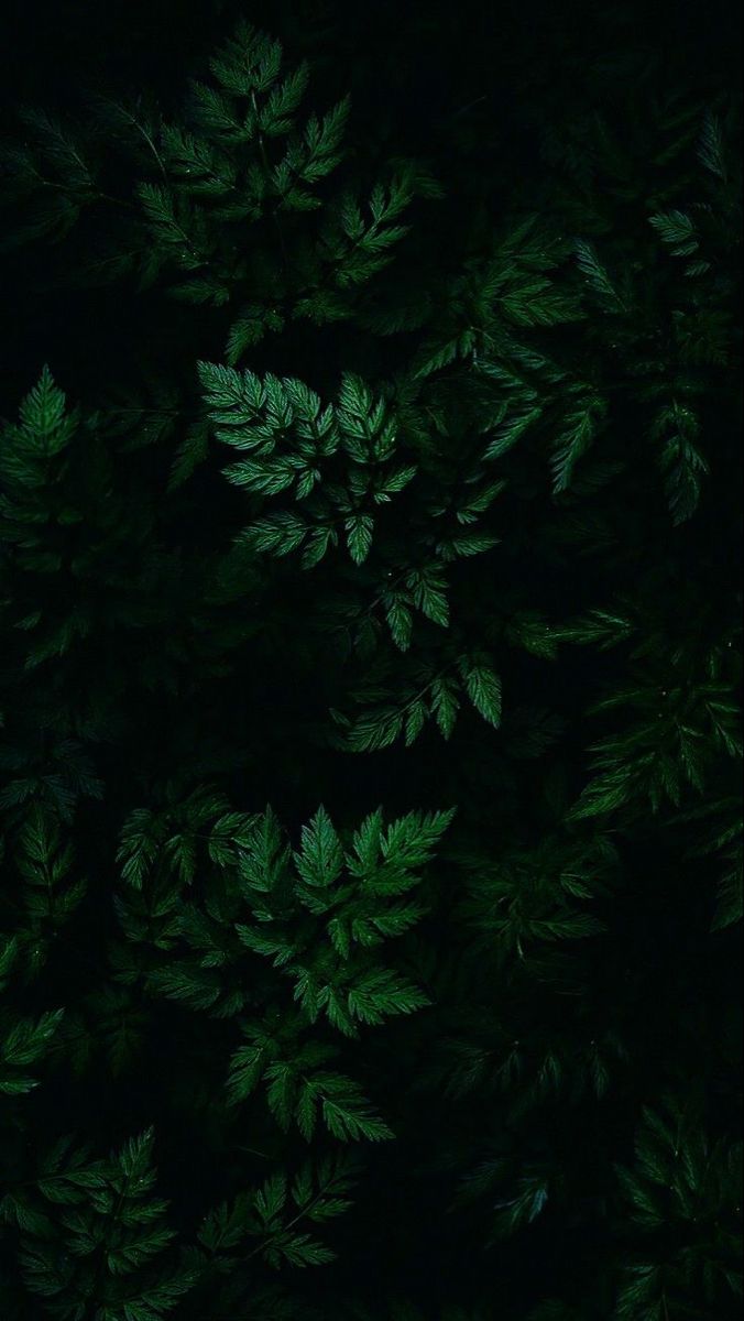 Christmas Wallpaper Dark Green